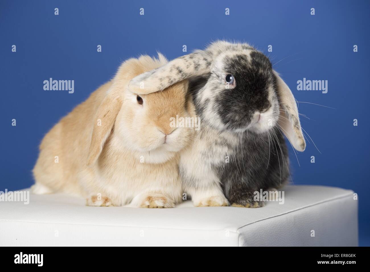 2 lop-eared lapins Banque D'Images