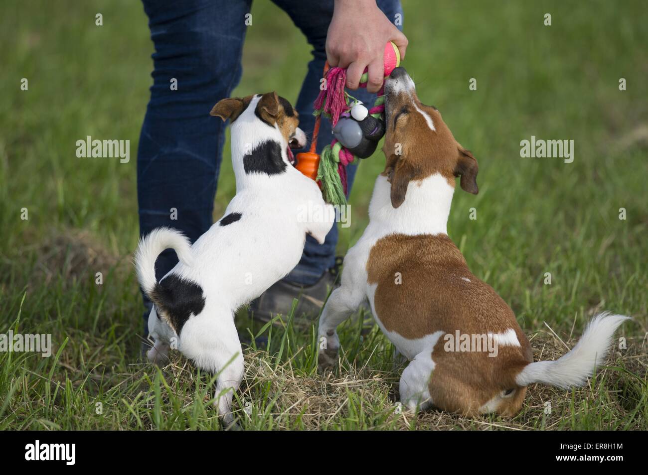 2 Jack Russell Terrier Banque D'Images