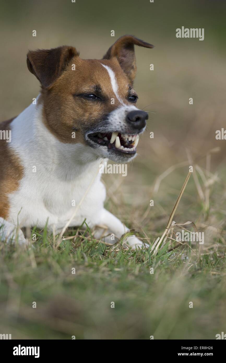 Couché Jack Russell Terrier Banque D'Images