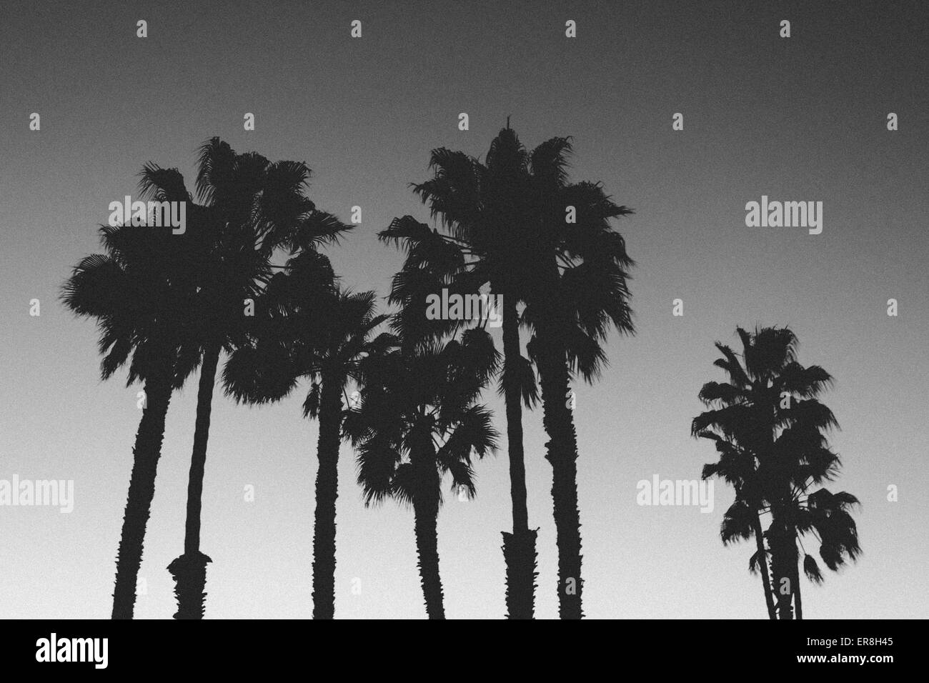 Silhouette of palm trees against clear sky at Dusk Banque D'Images