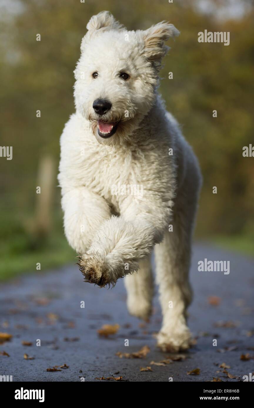 L'exécution de Labradoodle Banque D'Images