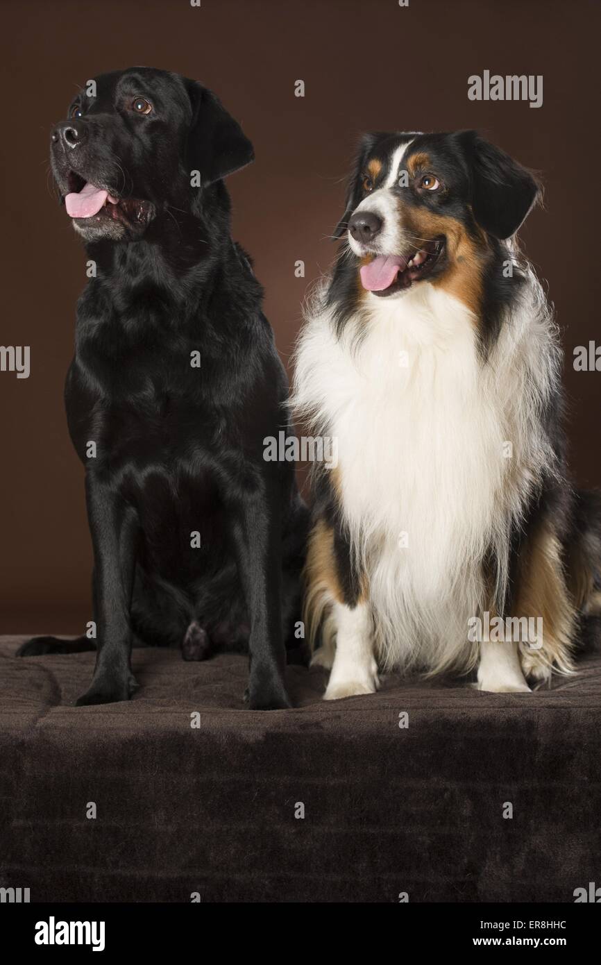 Australien berger labrador brun adulte Banque de photographies et d’images à haute résolution