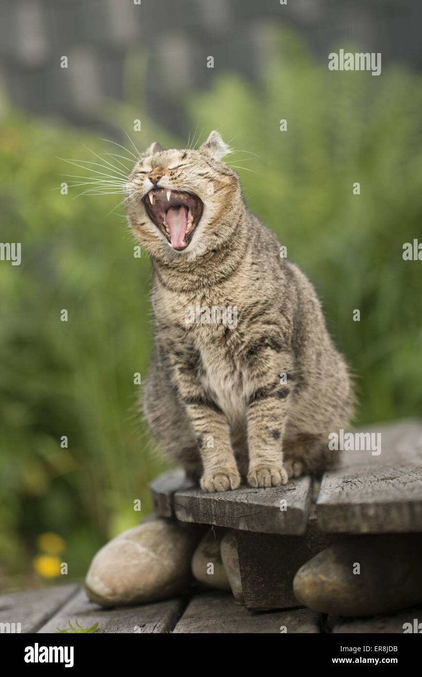 Le bâillement European Shorthair Banque D'Images