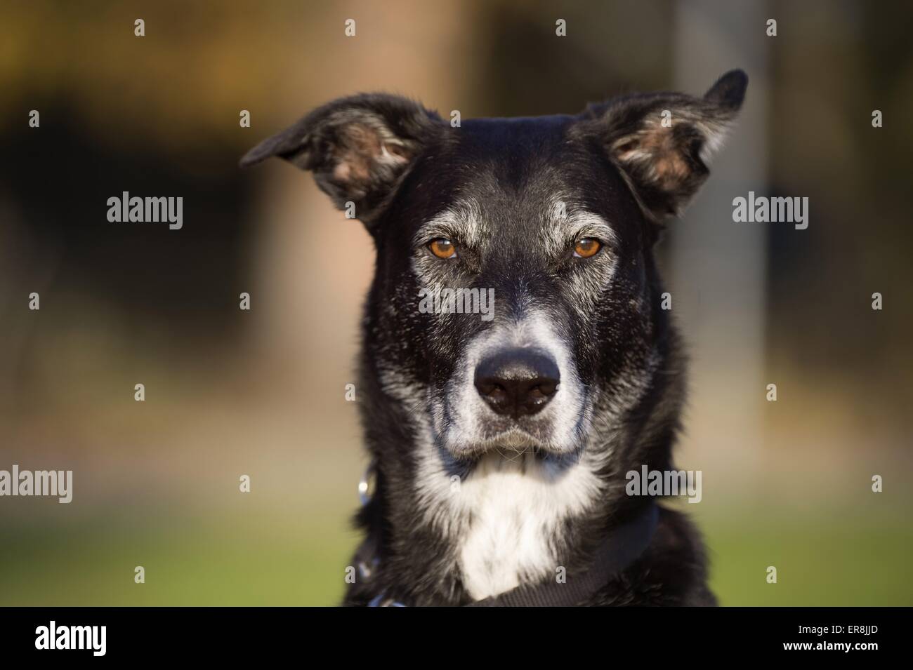 Labrador-Shepherd winterlore portrait Banque D'Images