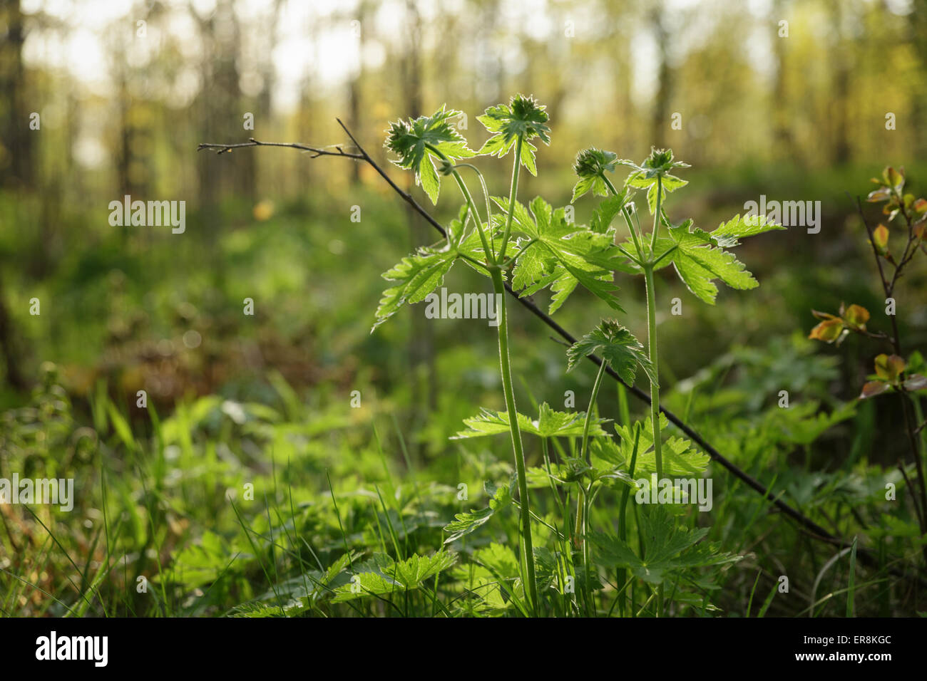 Forêt de printemps dans la lumière au coucher du soleil Banque D'Images