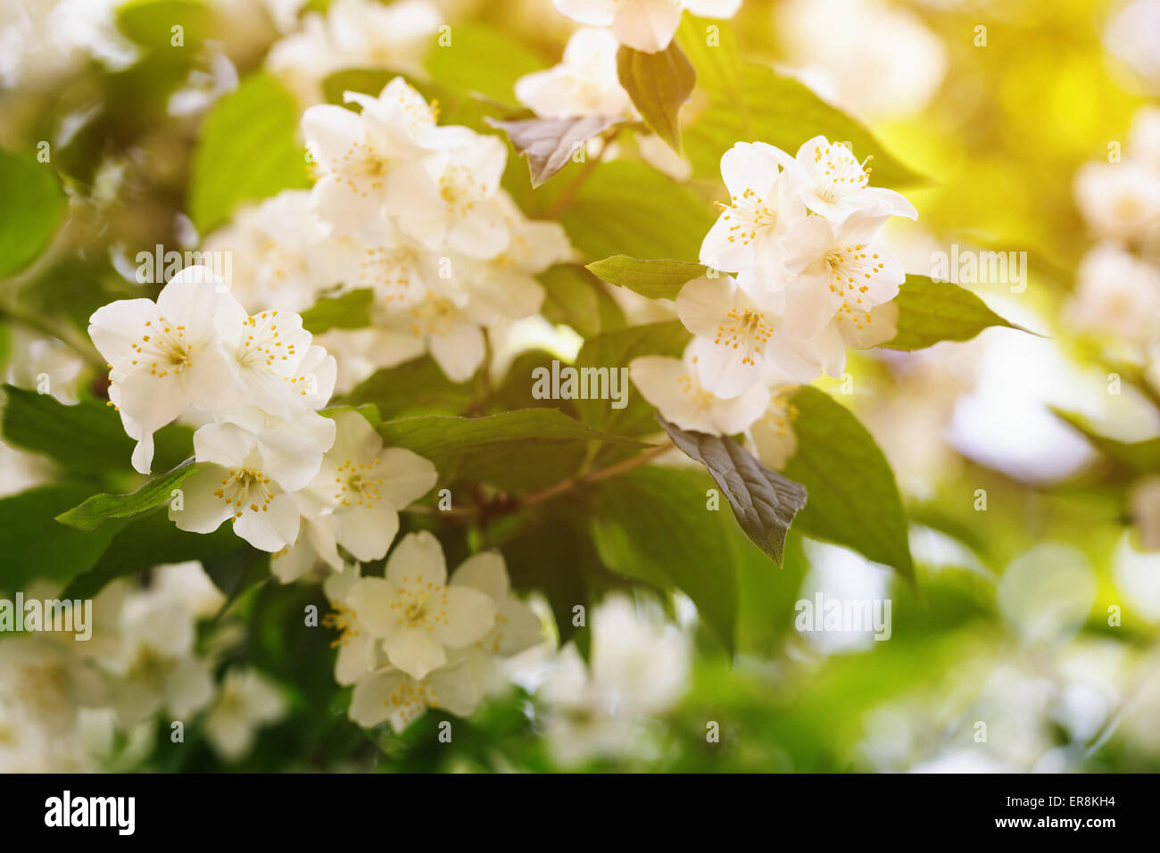 Fleurs de jasmin en fleurs dans la lumière d'été chaud Banque D'Images