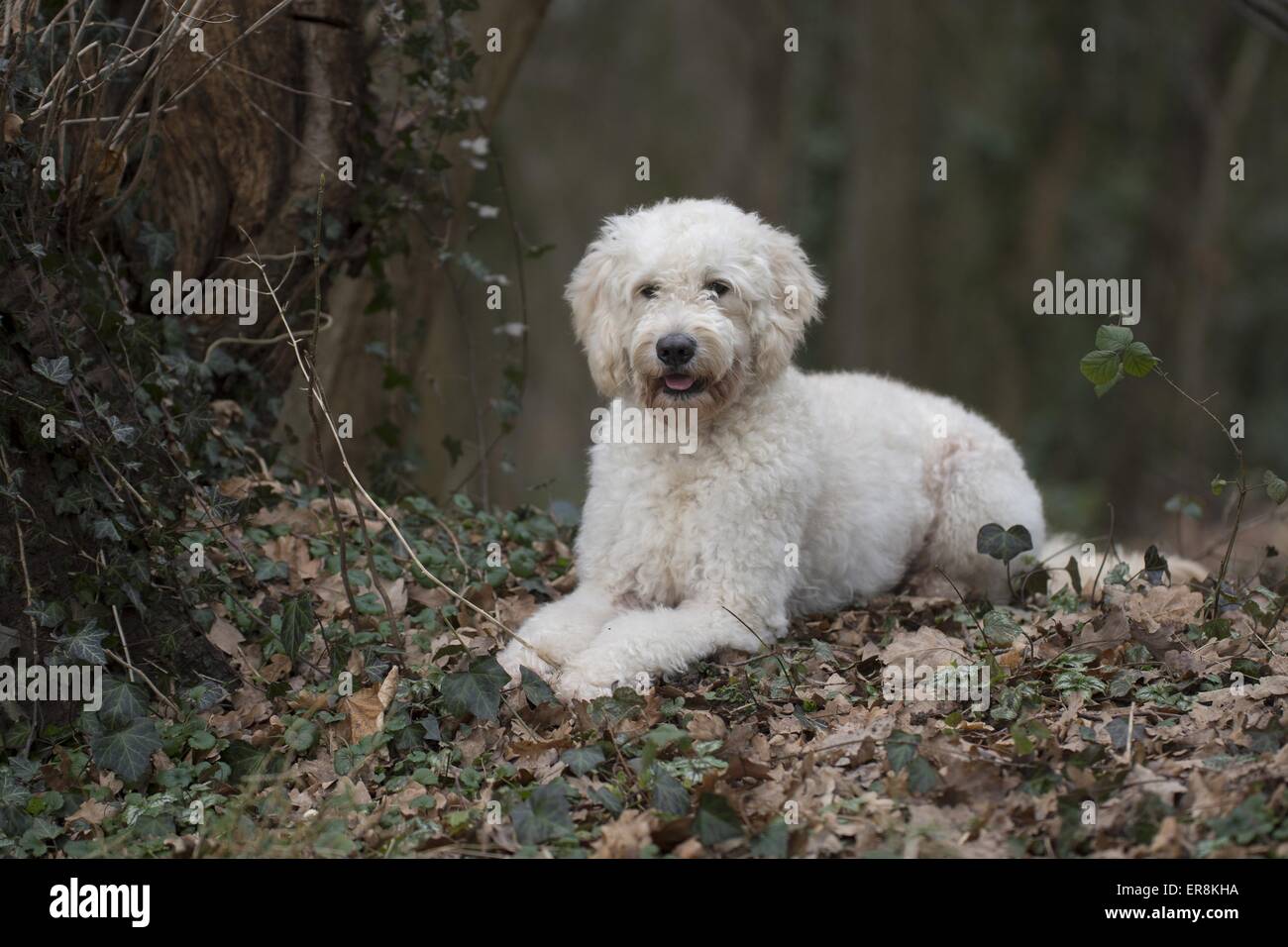 Lying Labradoodle Banque D'Images