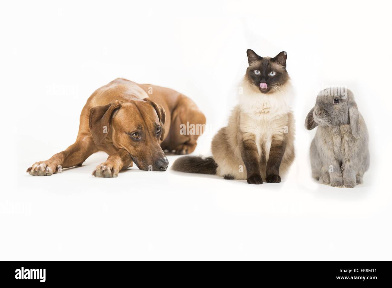 Chien, chat et lapin Banque D'Images