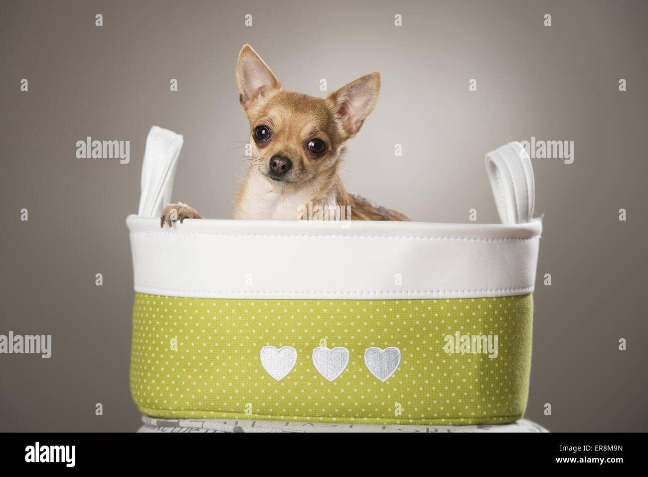 Portrait de Chihuahua à poils courts Banque D'Images