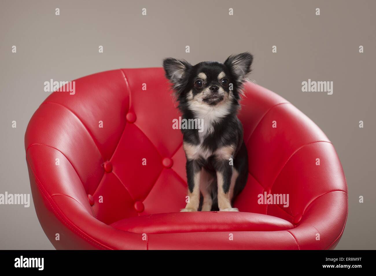 Assis Chihuahua à poil long Banque D'Images