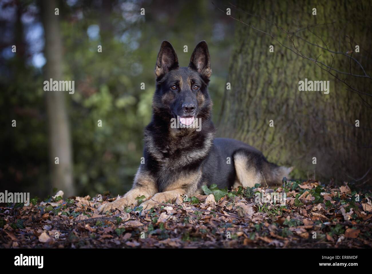 Berger Allemand allongé Banque D'Images