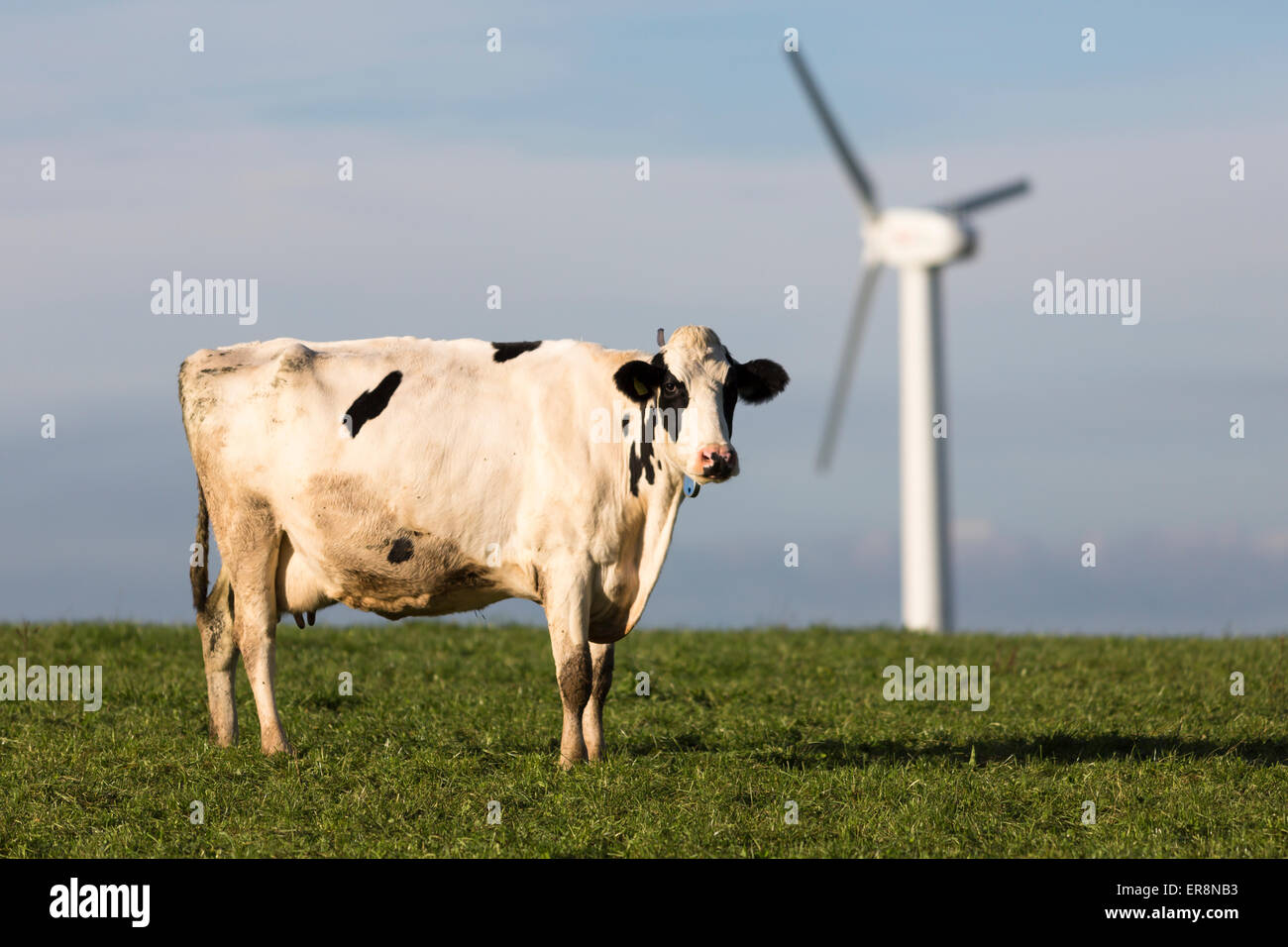 Le pâturage des vaches près de l'éolienne sur le Somerset Levels Banque D'Images