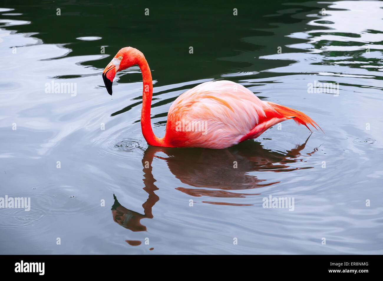 Flamant rose marche dans l'eau avec des réflexions Banque D'Images