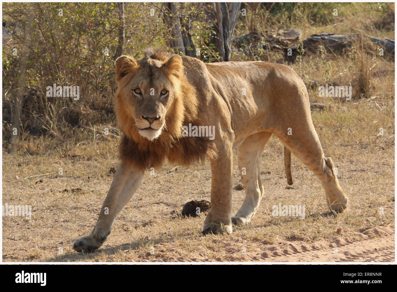 Lion mâle en mouvement Banque D'Images