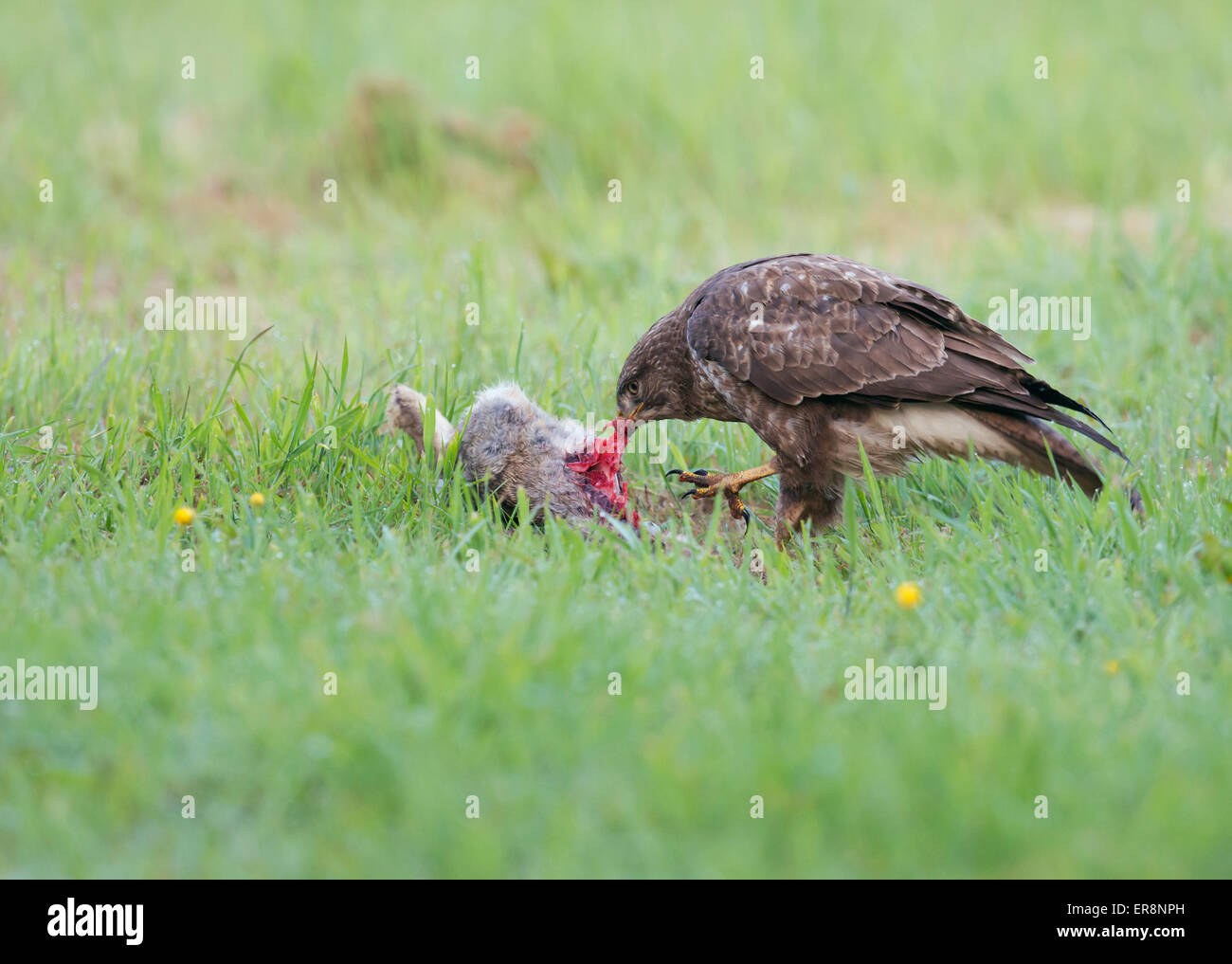 Wild Buse variable, Buteo buteo au sol se nourrissant d'un lapin Banque D'Images