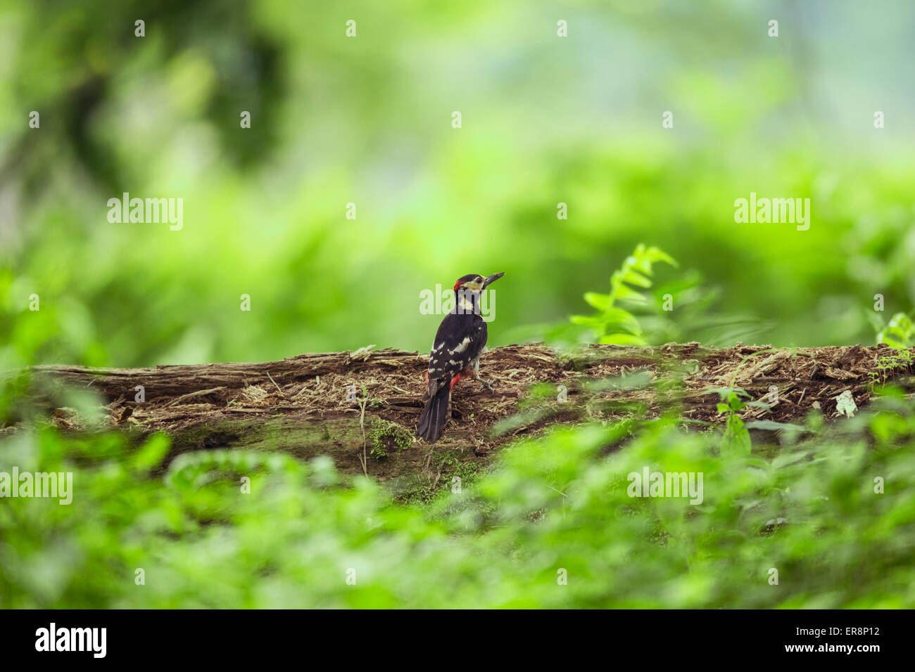 Un grand pic mar (Dendrocopos major ) perchs sur la branche d'un arbre en Wuyuan county, province de Jiangxi, Chine sur 23t Banque D'Images