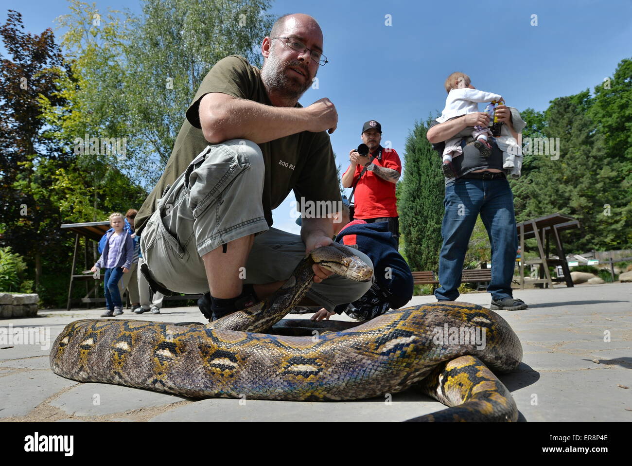 Python family Banque de photographies et d’images à haute résolution ...
