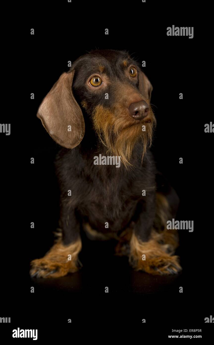 Teckel poil dur assis Banque D'Images