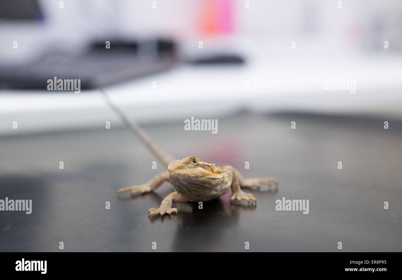 Les vétérinaires en Reptile Banque D'Images
