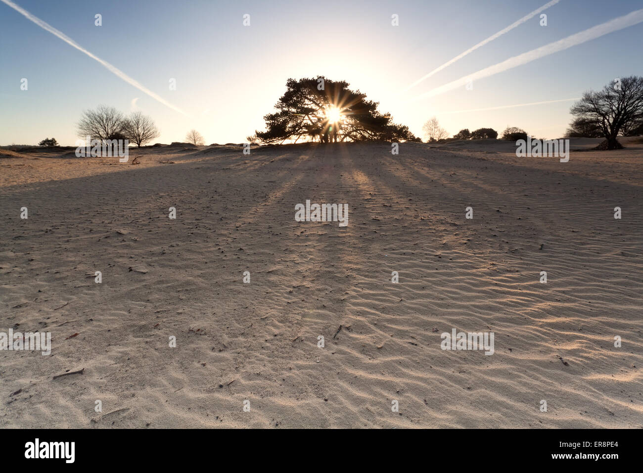 Lever du soleil sur les dunes de sable, Drenthe, Pays-Bas Banque D'Images