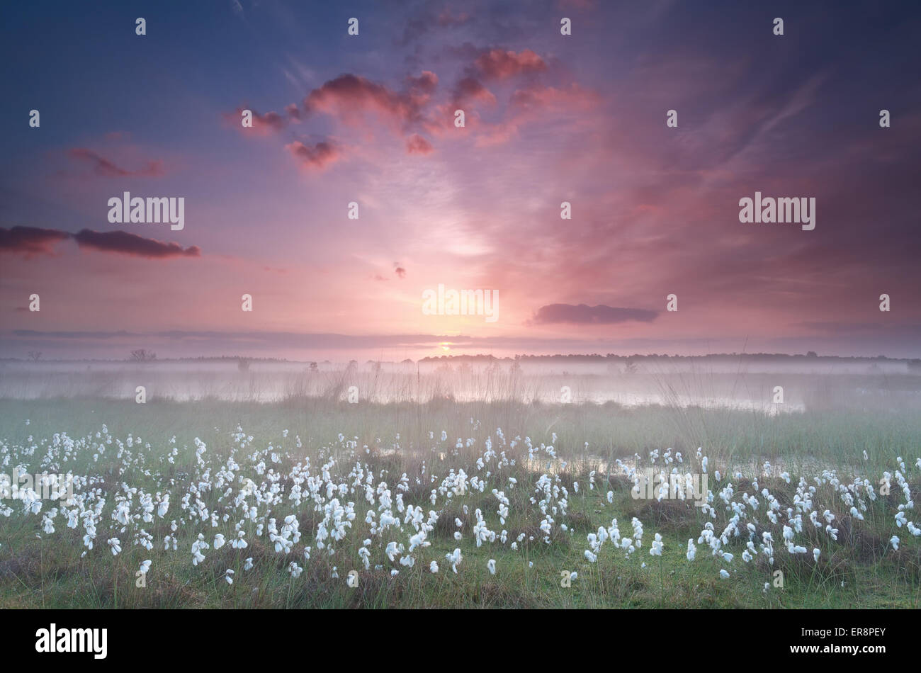 Lever de soleil sur misty swamp avec les linaigrettes, Kampina, Drenthe, Pays-Bas Banque D'Images