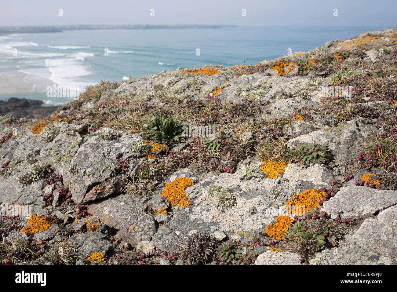 Variété de lichens et de plantes sur les falaises côtières. Sentier du littoral nord des Cornouailles, Royaume-Uni Banque D'Images