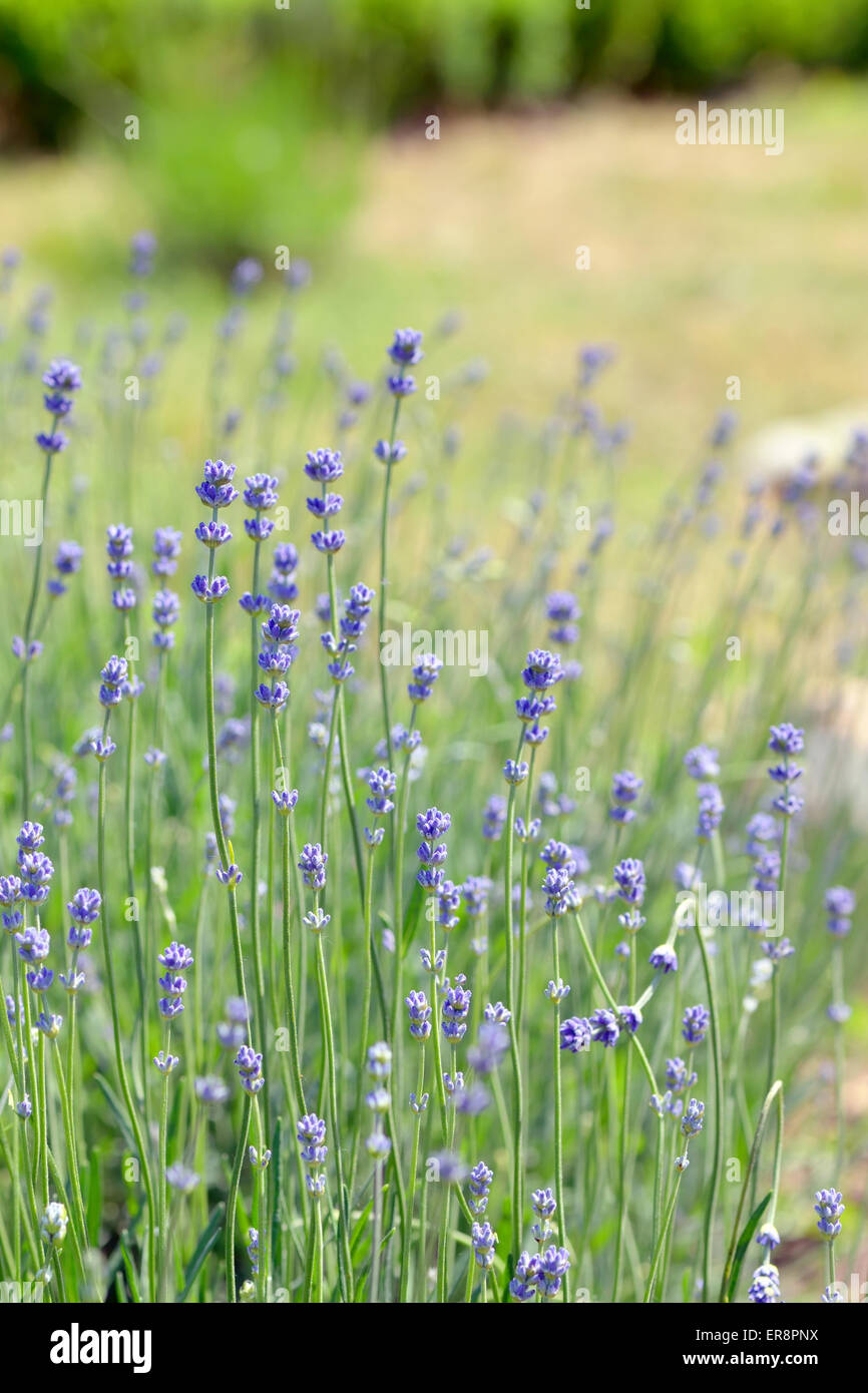 Des fleurs de lavande au printemps Banque D'Images