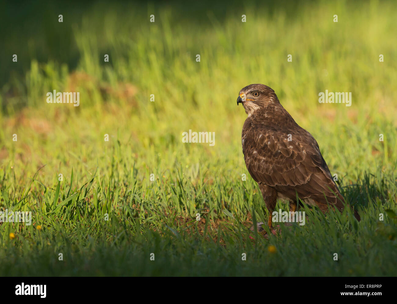 Wild Buse variable, Buteo buteo sur la masse dans la lumière du soleil du soir Banque D'Images