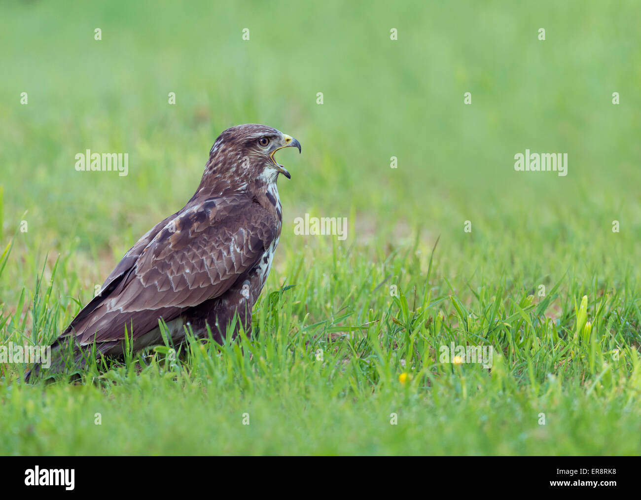 Wild Buse variable, Buteo buteo sur sol appelant Banque D'Images