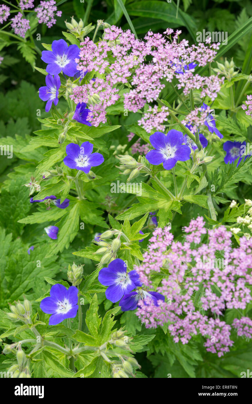 Geranium sylvaticum 'Amy Doncaster' et Chaerophyllum Hirsutum roseum croissance ensemble dans un jardin de campagne anglaise. Banque D'Images
