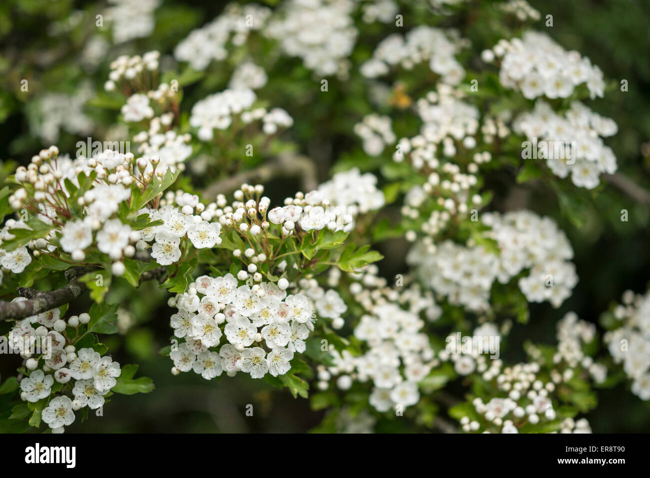 Gros plan des fleurs blanches d'aubépine (Crataegus monogyna). Banque D'Images