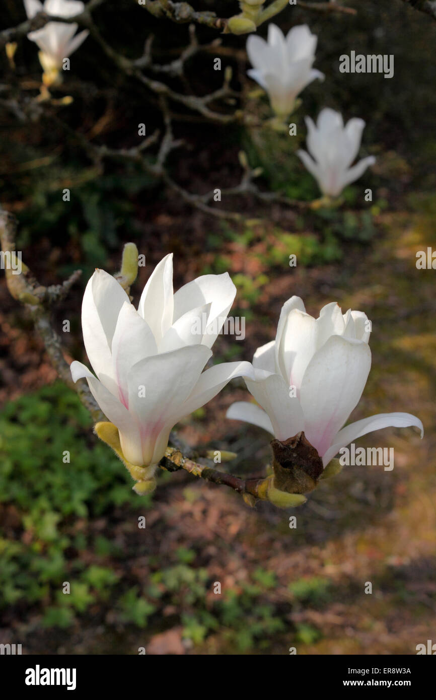 MAGNOLIA DENUDATA. Arbre généalogique de Lily. YULAN. Banque D'Images