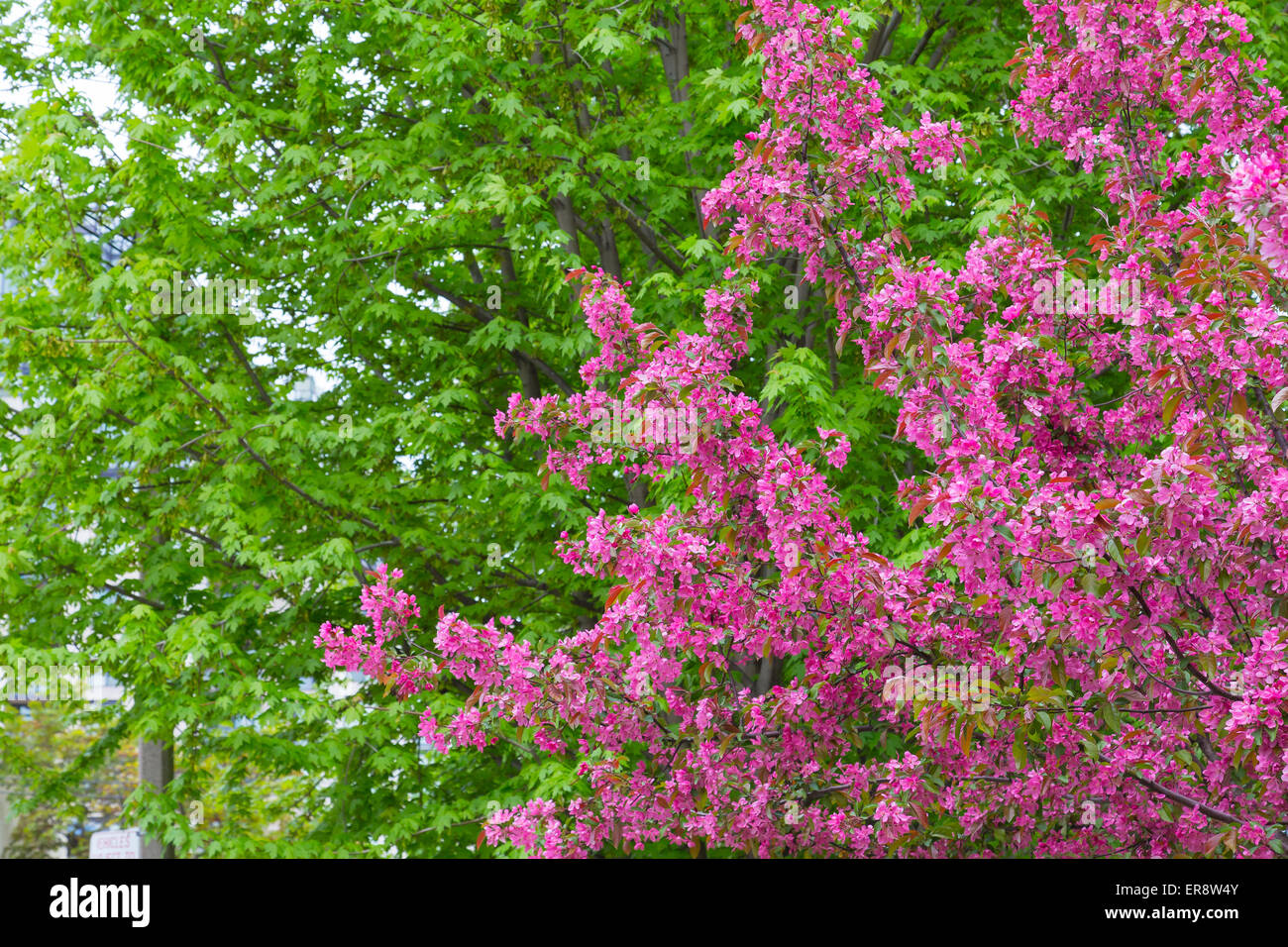 Fleurs de pommier au printemps avec feuille d'érable verte arbres en arrière-plan Banque D'Images