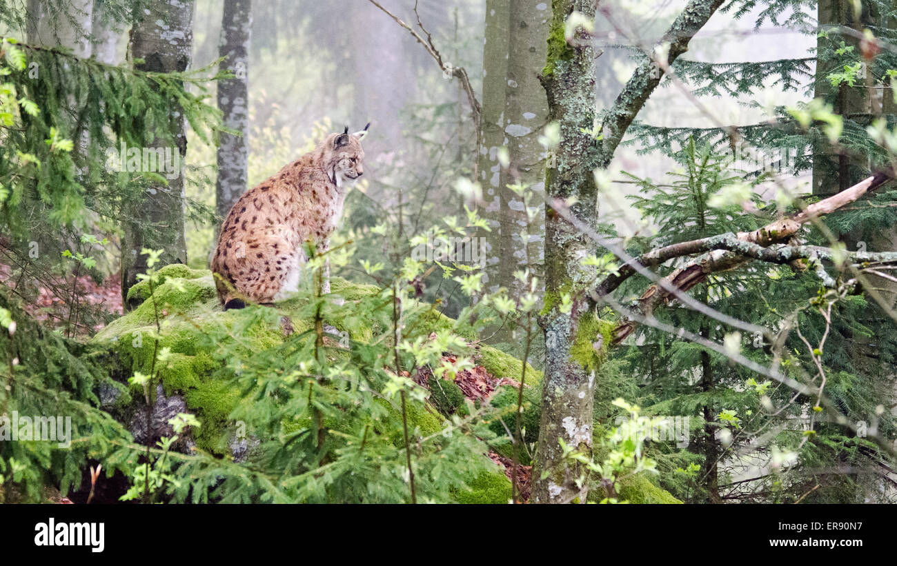 Le Lynx assis sur un rocher dans la forêt Banque D'Images