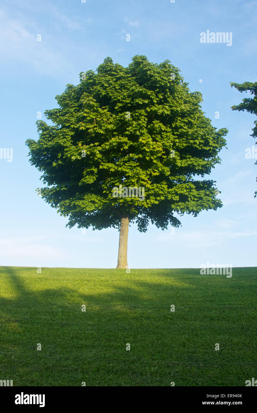 Arbre au sommet d'une colline herbeuse au cours du printemps. Banque D'Images