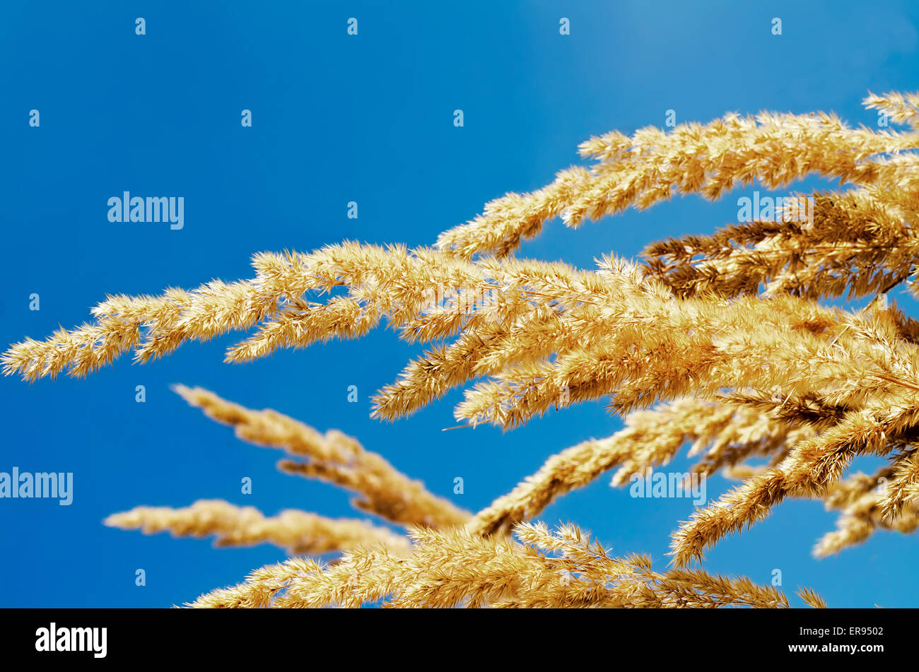 L'herbe jaune contre le ciel Banque D'Images