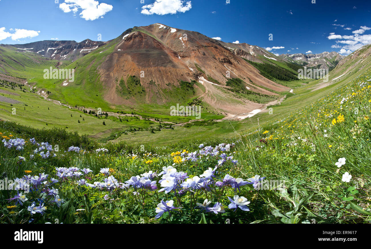 Un alpage avec fleurs sauvages dans la Red Cloud Peak Wilderness Zone d'étude. La zone contient 30 sommets de montagnes, plus de 13 000 pieds d'altitude et deux pics de plus de 14 000 pieds. Banque D'Images