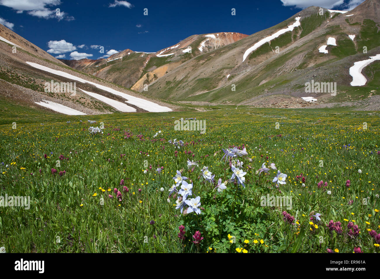 Un alpage avec fleurs sauvages dans la Red Cloud Peak Wilderness Zone d'étude. La zone contient 30 sommets de montagnes, plus de 13 000 pieds d'altitude et deux pics de plus de 14 000 pieds. Banque D'Images