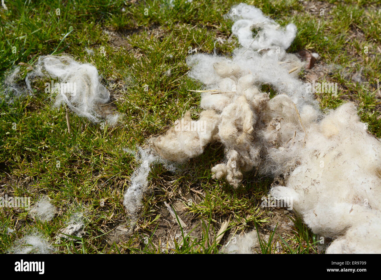 Détail de la tonte des moutons fleece on Green grass Banque D'Images