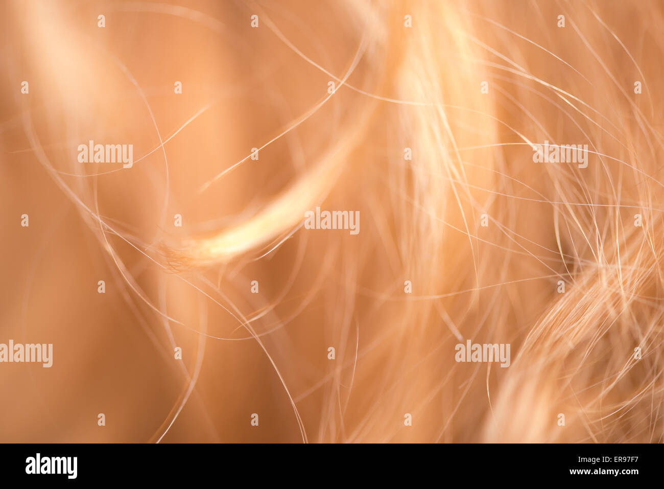 Macro Close Up de cheveux Banque D'Images