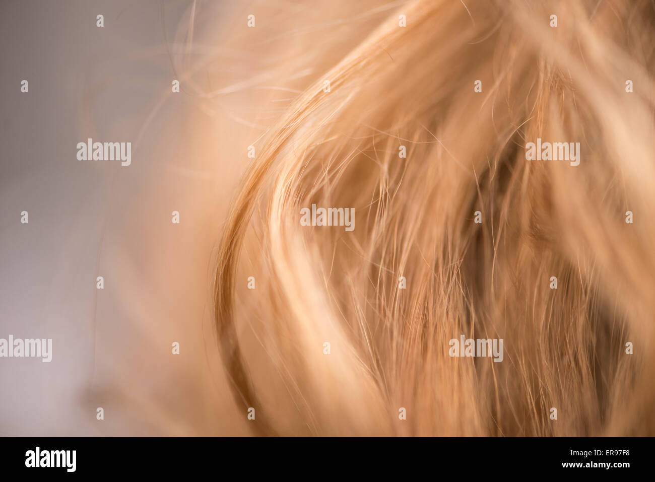 Macro Close Up de cheveux Banque D'Images