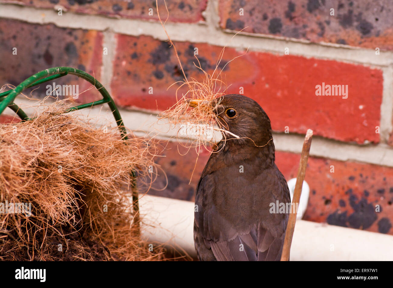La collecte de matériaux de nidification Blackbird Banque D'Images