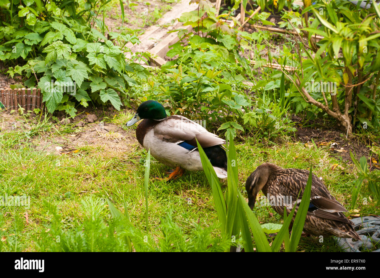 Canard colvert mâle et femelle ensemble Banque D'Images