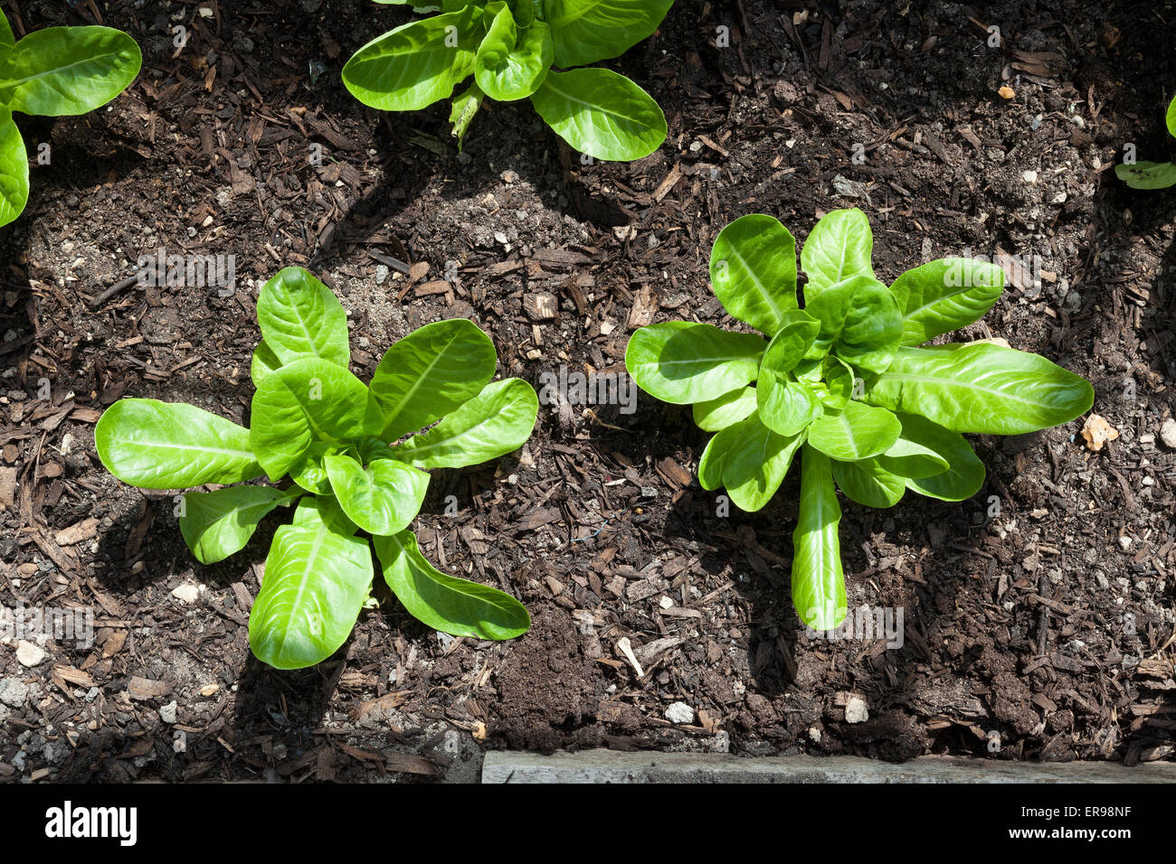 Les laitues romaines dans le sol de plus en plus d'une serre Banque D'Images