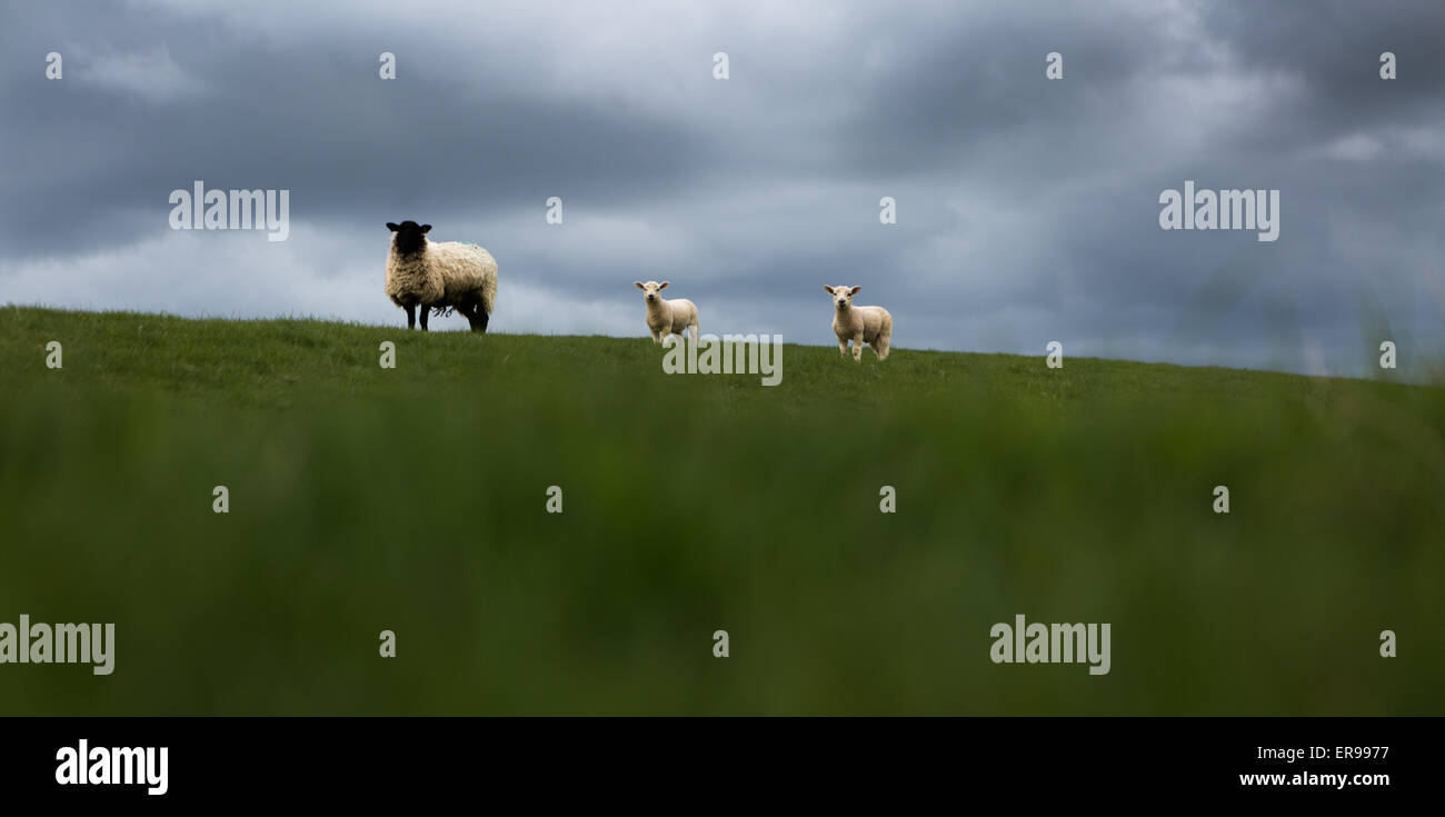 Moutons et agneaux sur deux sur les herbages Exmoor avec de sombres nuages derrière. Banque D'Images