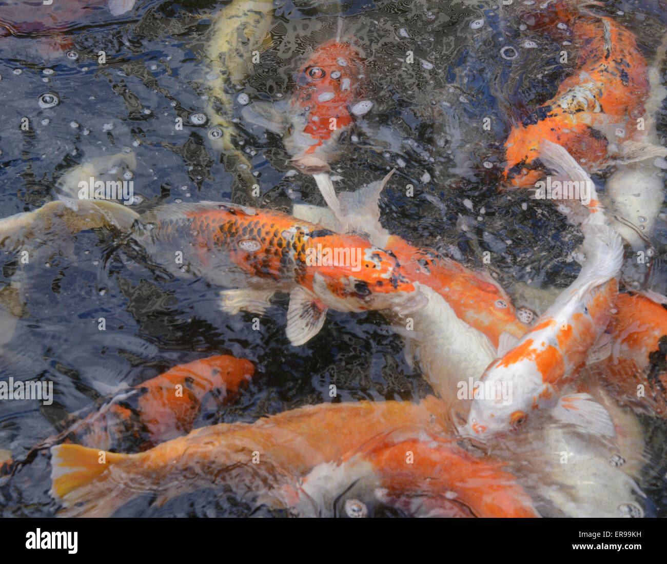 Japanese Koi Fish, Honolulu, Hawaii, USA Banque D'Images