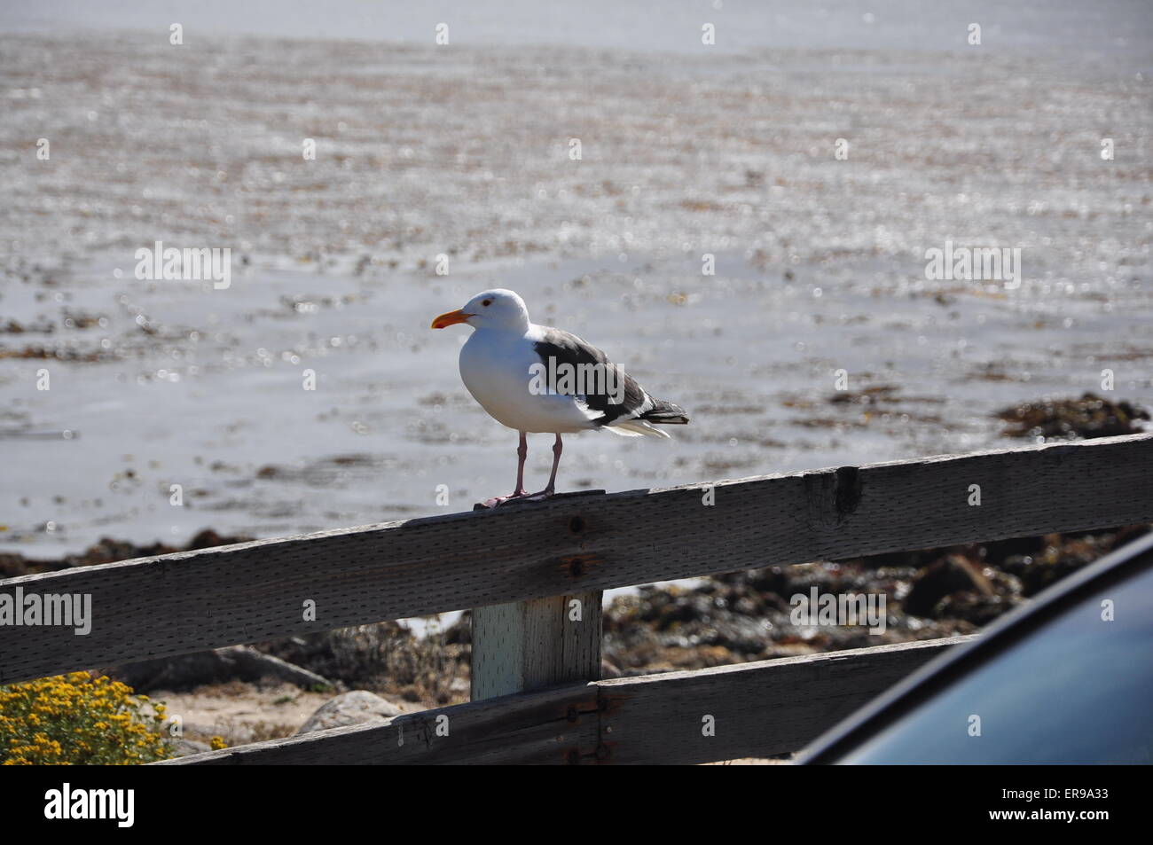 Oiseau sur une clôture Banque D'Images