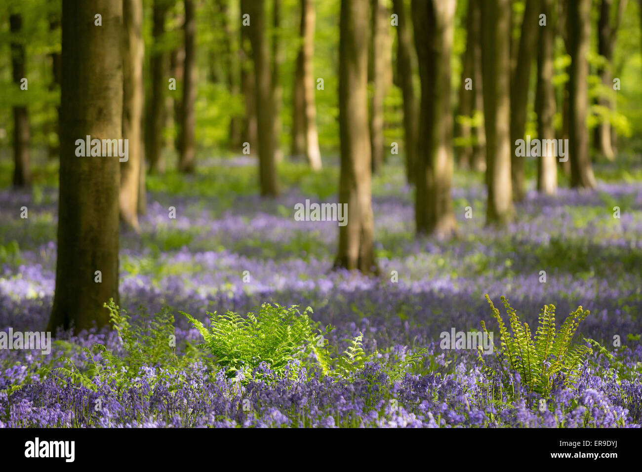 Une image de Micheldever Woods dans le Hampshire. Banque D'Images