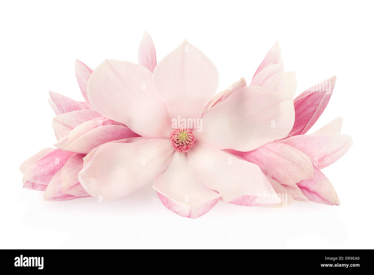 Magnolia rose, fleurs et bourgeons de printemps Banque D'Images