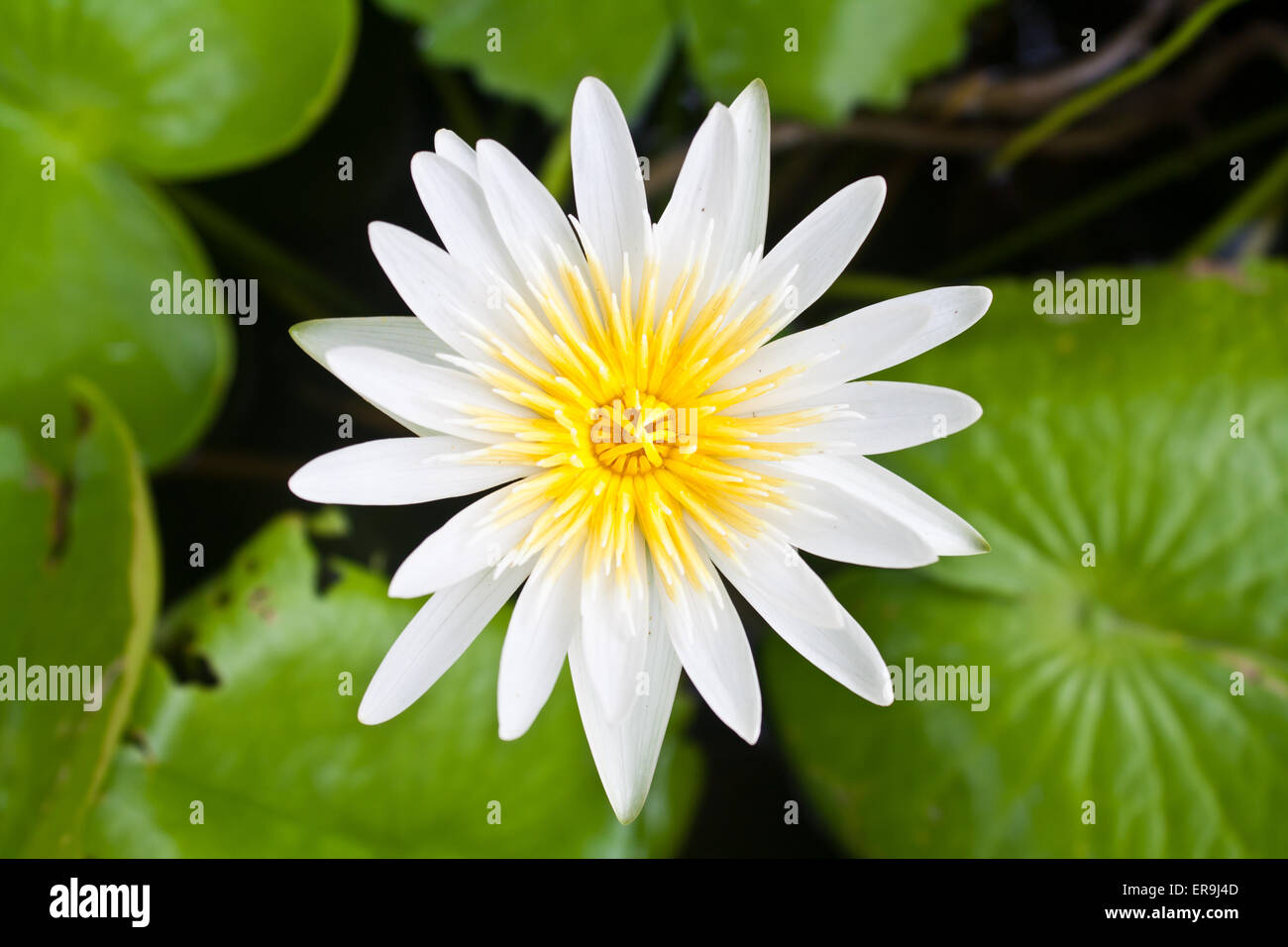 Beau blanc Fleur de Lotus (Nelumbo sp.) dans un étang Banque D'Images